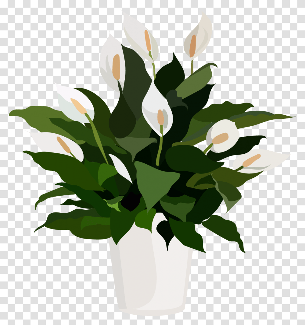 Peace Lily Flower, Plant, Leaf, Blossom, Tabletop Transparent Png