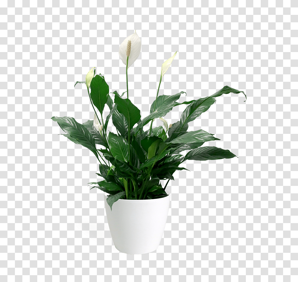 Peace Lily Hd Download Flowerpot, Plant, Blossom Transparent Png