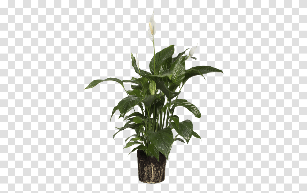 Peace Lily Houseplant, Flower, Blossom, Acanthaceae, Tree Transparent Png