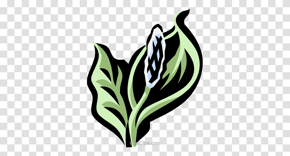 Peace Lily Royalty Free Vector Clip Art Illustration, Plant, Flower, Blossom, Stencil Transparent Png