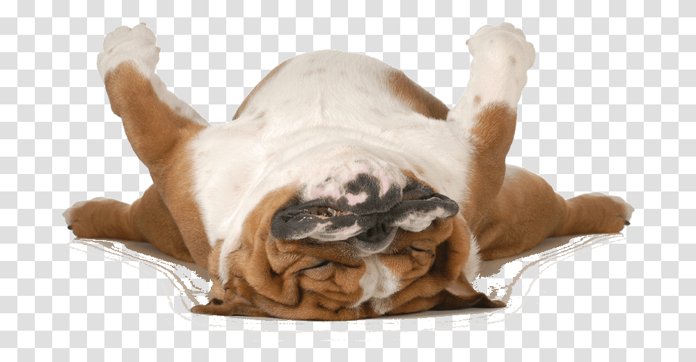 Peace Love And Real Talk Schleepy, Dog, Pet, Canine, Animal Transparent Png