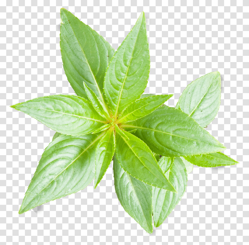 Peace Naturals Project Cannabis Plant Growth Stages, Leaf, Maple Leaf, Weed, Aloe Transparent Png