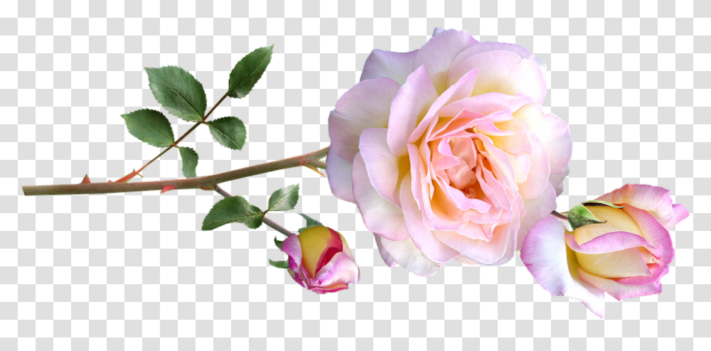 Peace Rose 960, Flower, Plant, Blossom, Petal Transparent Png