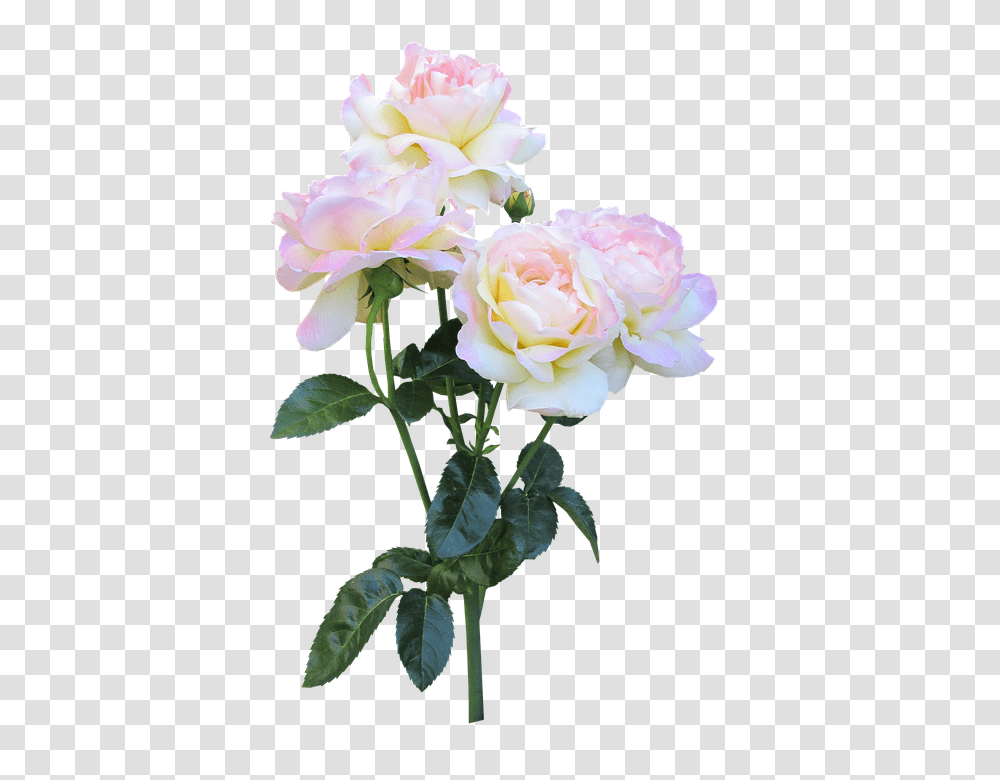 Peace Rose 960, Flower, Plant, Blossom, Flower Arrangement Transparent Png