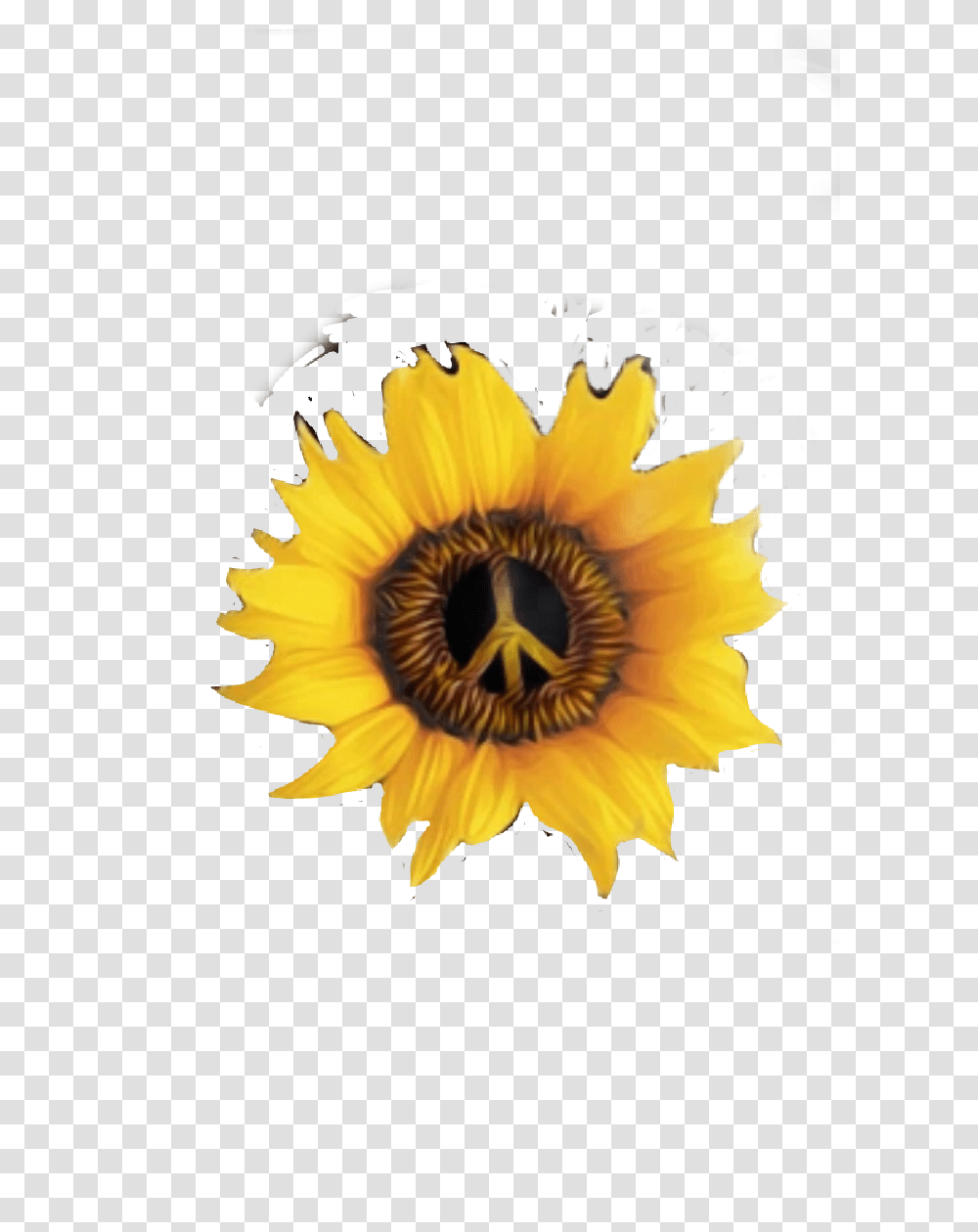 Peaceflower Peace Flower Hippie Sunflower, Plant, Blossom Transparent Png