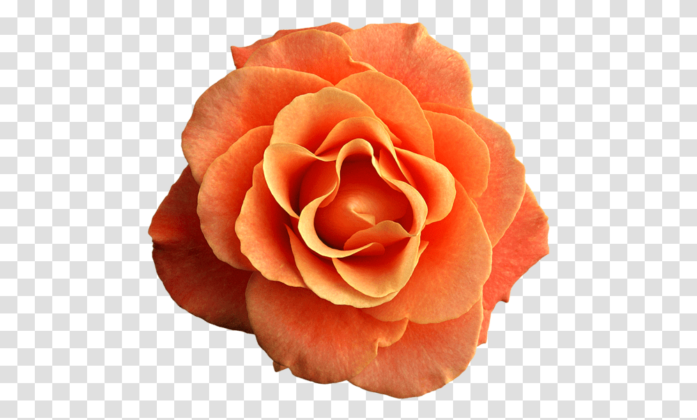 Peach Aesthetic Flower, Rose, Plant, Blossom, Petal Transparent Png