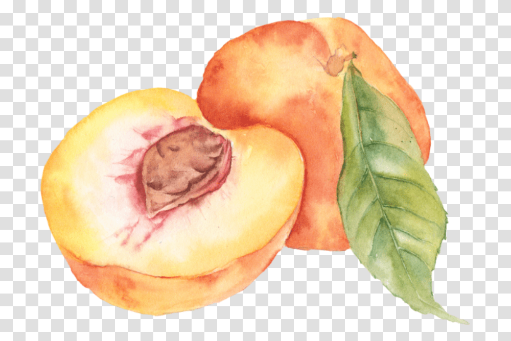 Peach Aesthetic Tumblr Soft Overlay Frame Watercolor Peaches Clip Art, Plant, Fruit, Food, Person Transparent Png