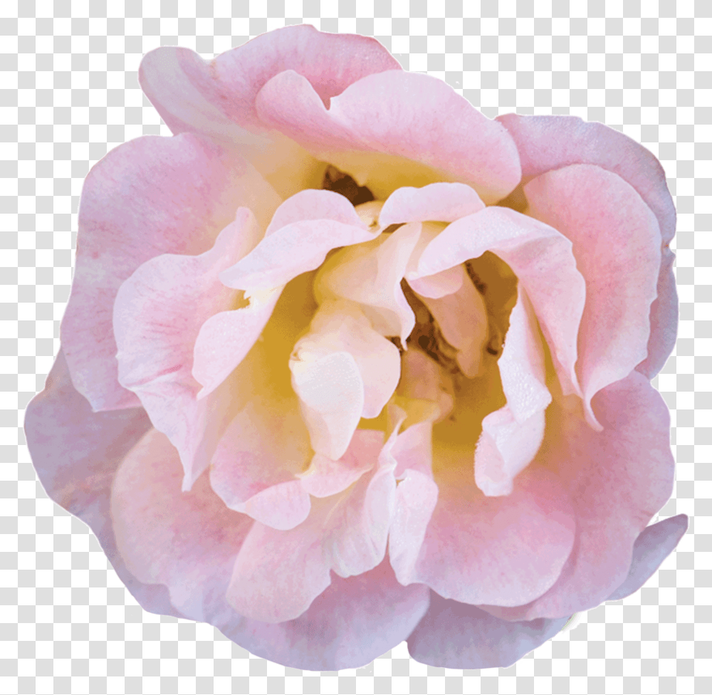 Peach Bloom Floribunda, Rose, Flower, Plant, Blossom Transparent Png