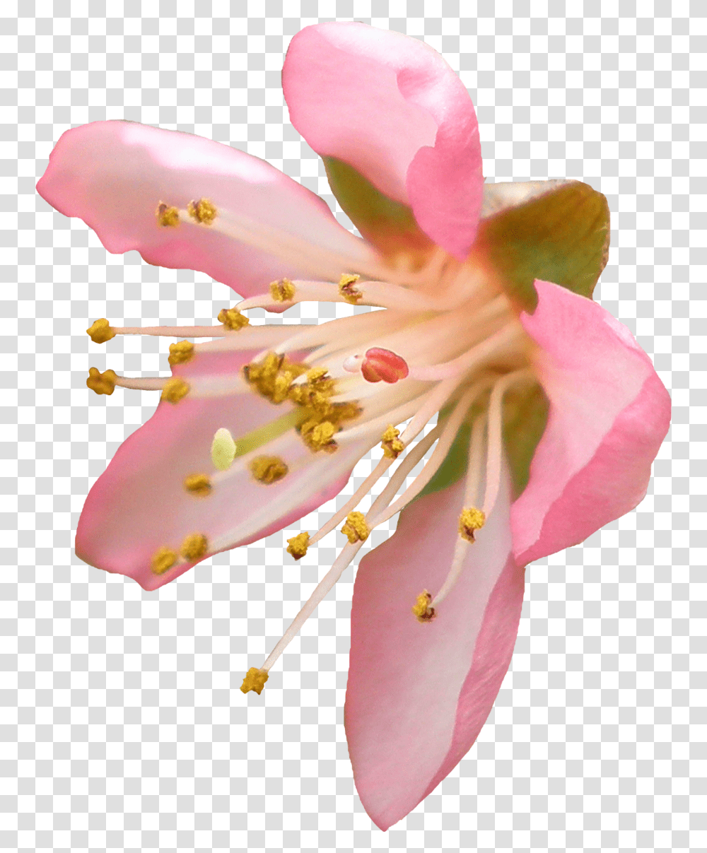 Peach Blossom Image Flower Cherry Blossom Background, Pollen, Plant, Rose, Lily Transparent Png