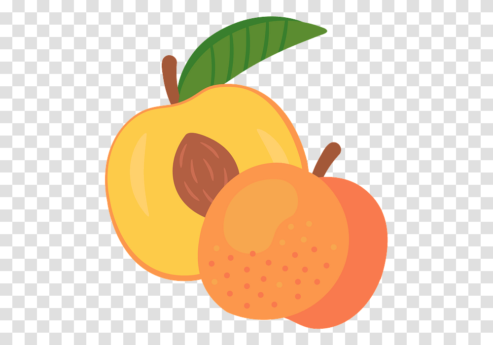 Peach Clipart, Plant, Apricot, Fruit, Produce Transparent Png