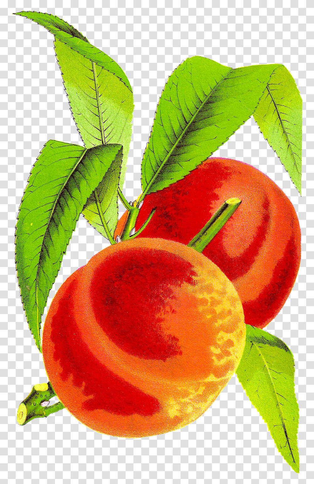 Peach Cobbler Kid Free Download Clipart Vintage Peach Clip Art, Plant, Fruit, Food, Produce Transparent Png
