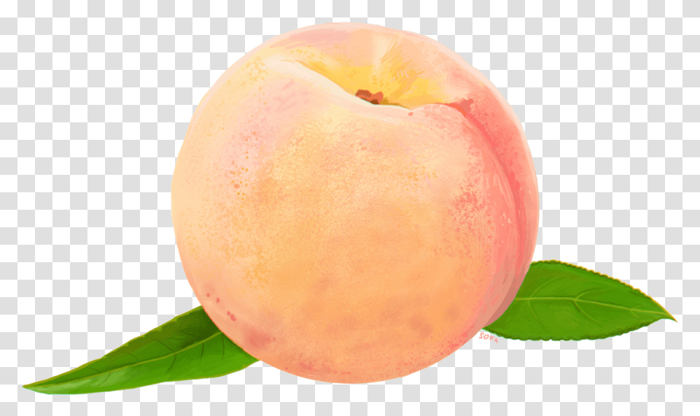 Peach Download Peach Watercolor, Plant, Fruit, Food, Egg Transparent Png
