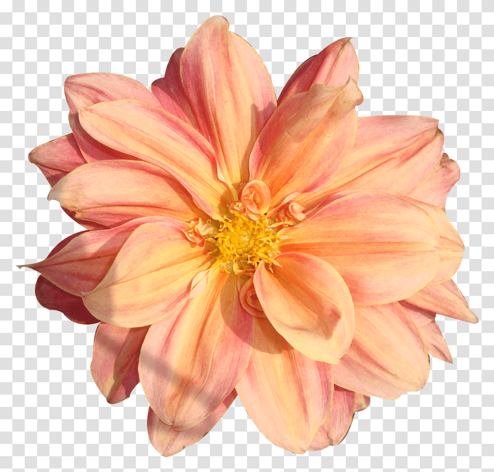 Peach Flower Clipart Real Flower Flower Pngs, Dahlia, Plant, Blossom, Petal Transparent Png