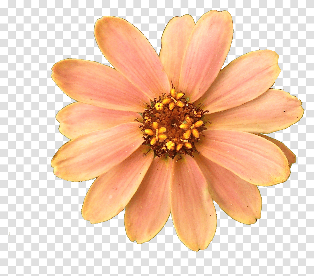 Peach Flower, Plant, Blossom, Daisy, Daisies Transparent Png
