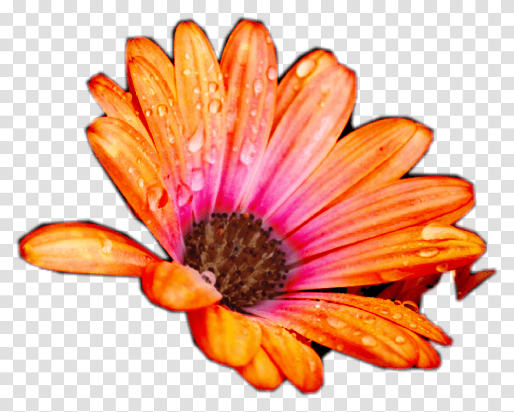Peach Flowers African Daisy, Plant, Blossom, Daisies, Treasure Flower Transparent Png