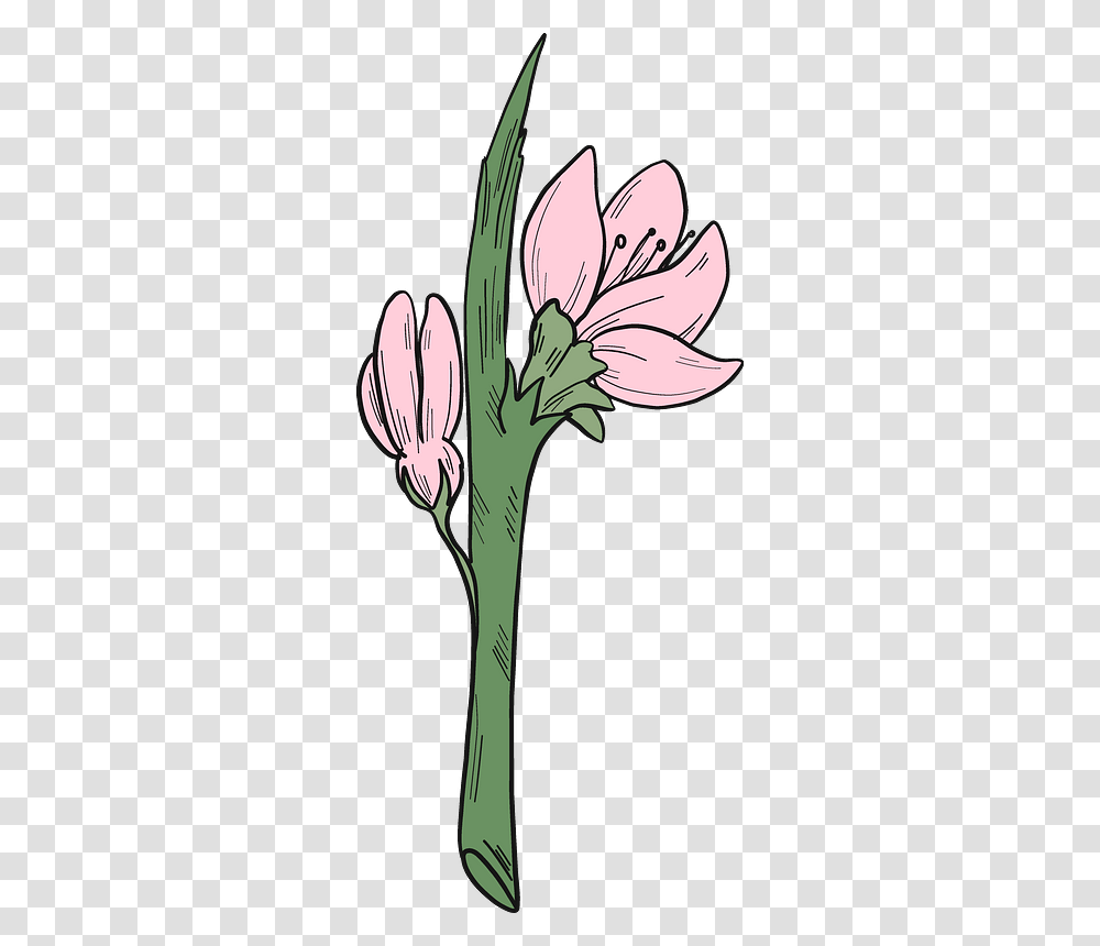 Peach Flowers Clipart Lily, Plant, Blossom, Food, Produce Transparent Png
