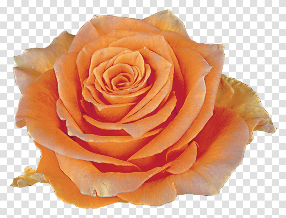 Peach Flowers Ra Cosima, Rose, Plant, Blossom, Petal Transparent Png