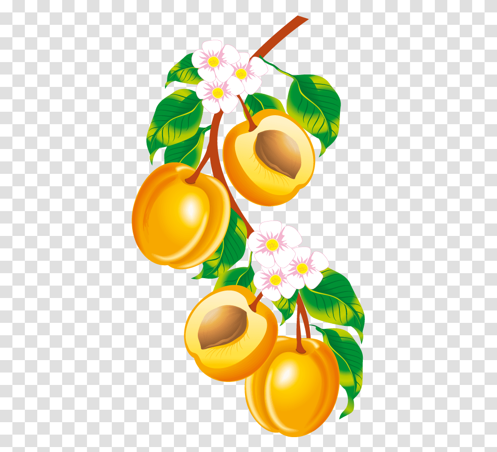 Peach Fruit Clip Art Illustrations Pictures Peach Border Clip Art, Plant, Food, Produce, Apricot Transparent Png