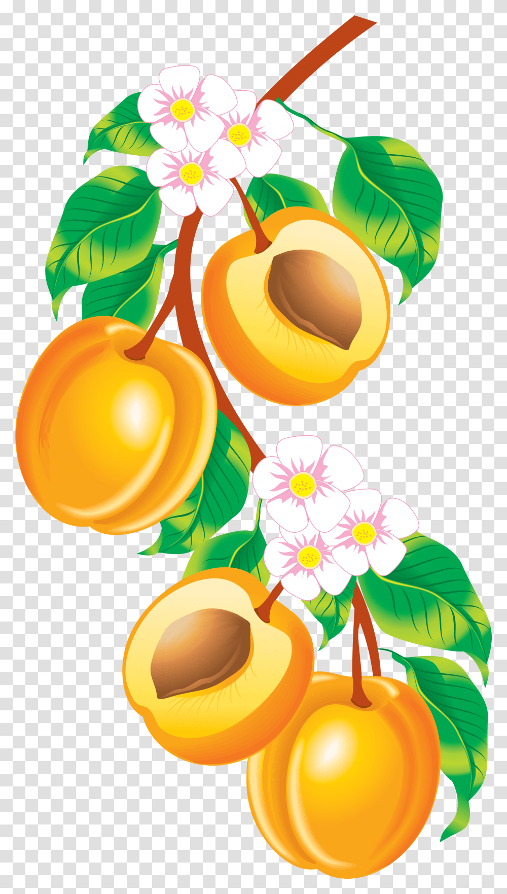 Peach, Fruit, Plant, Apricot, Produce Transparent Png