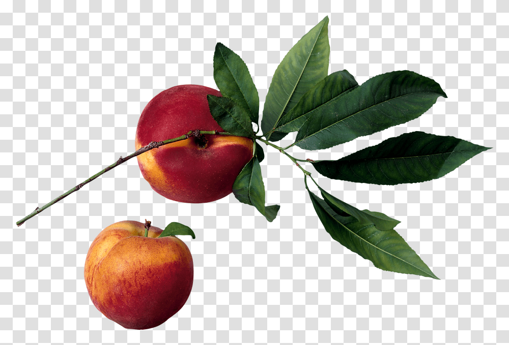 Peach, Fruit, Plant, Food, Apple Transparent Png