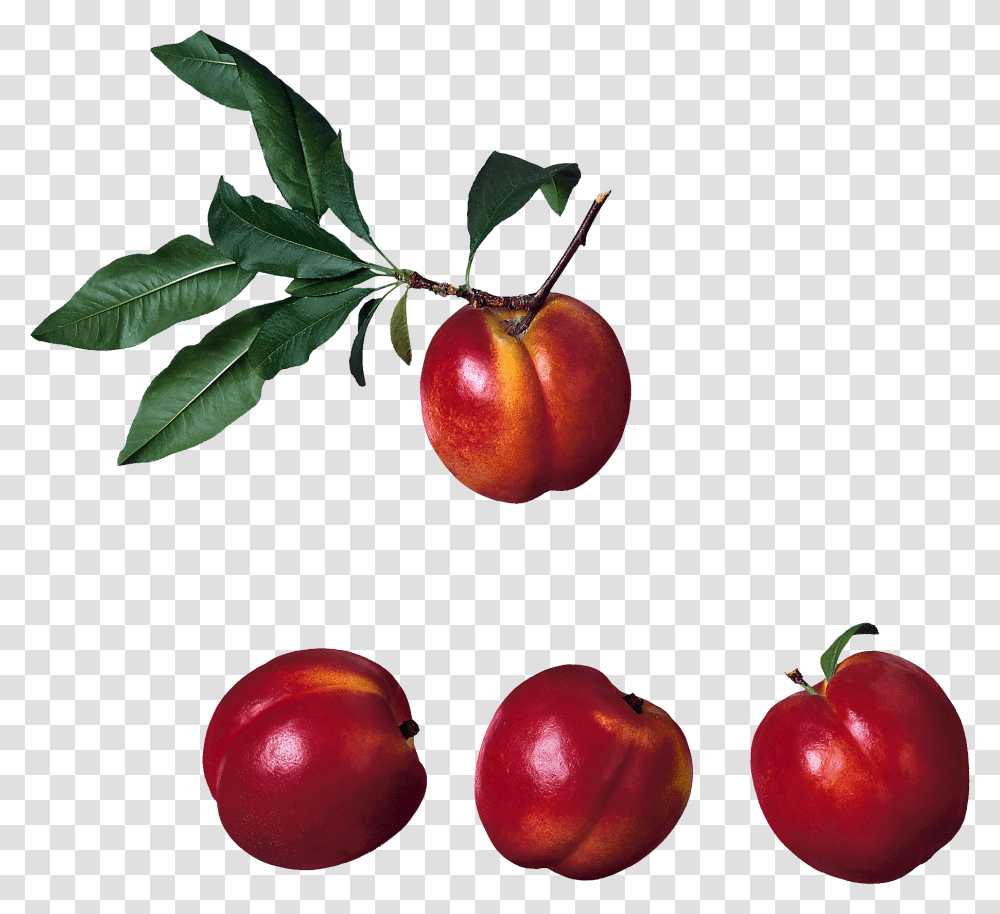 Peach, Fruit, Plant, Food, Plum Transparent Png