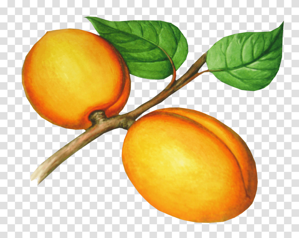 Peach, Fruit, Plant, Food, Produce Transparent Png
