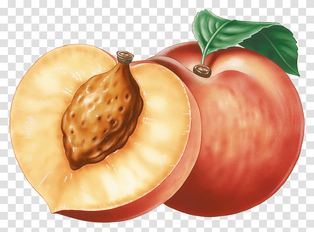 Peach, Fruit, Plant, Food, Vegetable Transparent Png