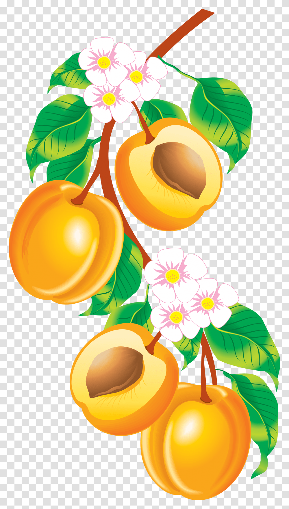 Peach Images Peaches Clipart, Plant, Apricot, Fruit, Produce Transparent Png