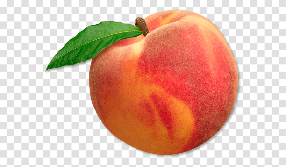 Peach Peach, Plant, Apple, Fruit, Food Transparent Png