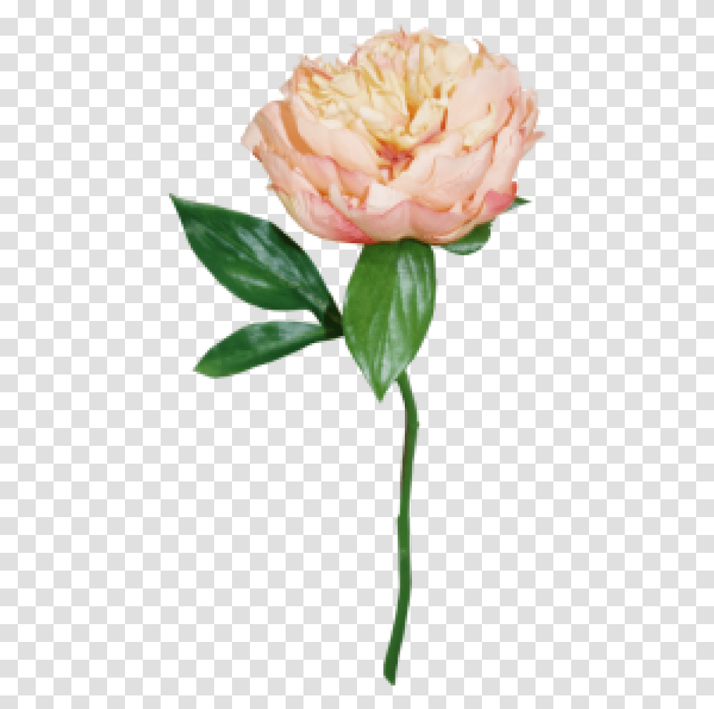 Peach Peony, Plant, Rose, Flower, Blossom Transparent Png