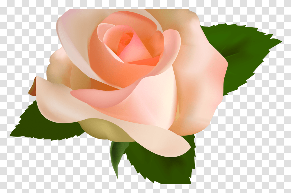 Peach Rose Clipart Image Royalty Free Peach Peach Rose, Flower, Plant, Blossom, Petal Transparent Png