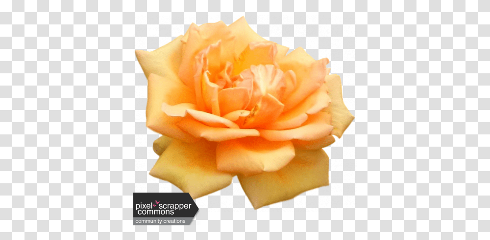 Peach Spring Rose Graphic By Nichole Kidd Pixel Scrapper Fresh, Plant, Flower, Blossom, Petal Transparent Png