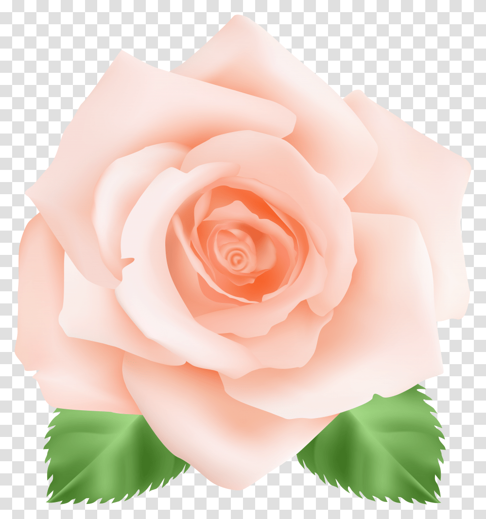 Peach Transparent Png