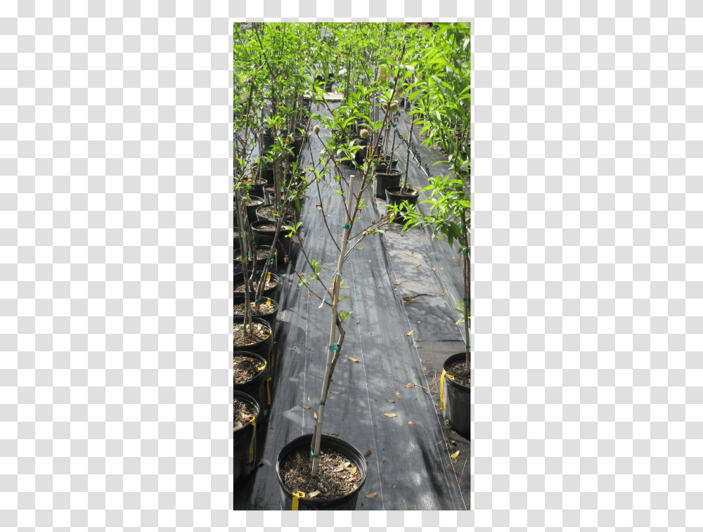 Peach Tree Canoe Birch, Plant, Potted Plant, Vase, Jar Transparent Png