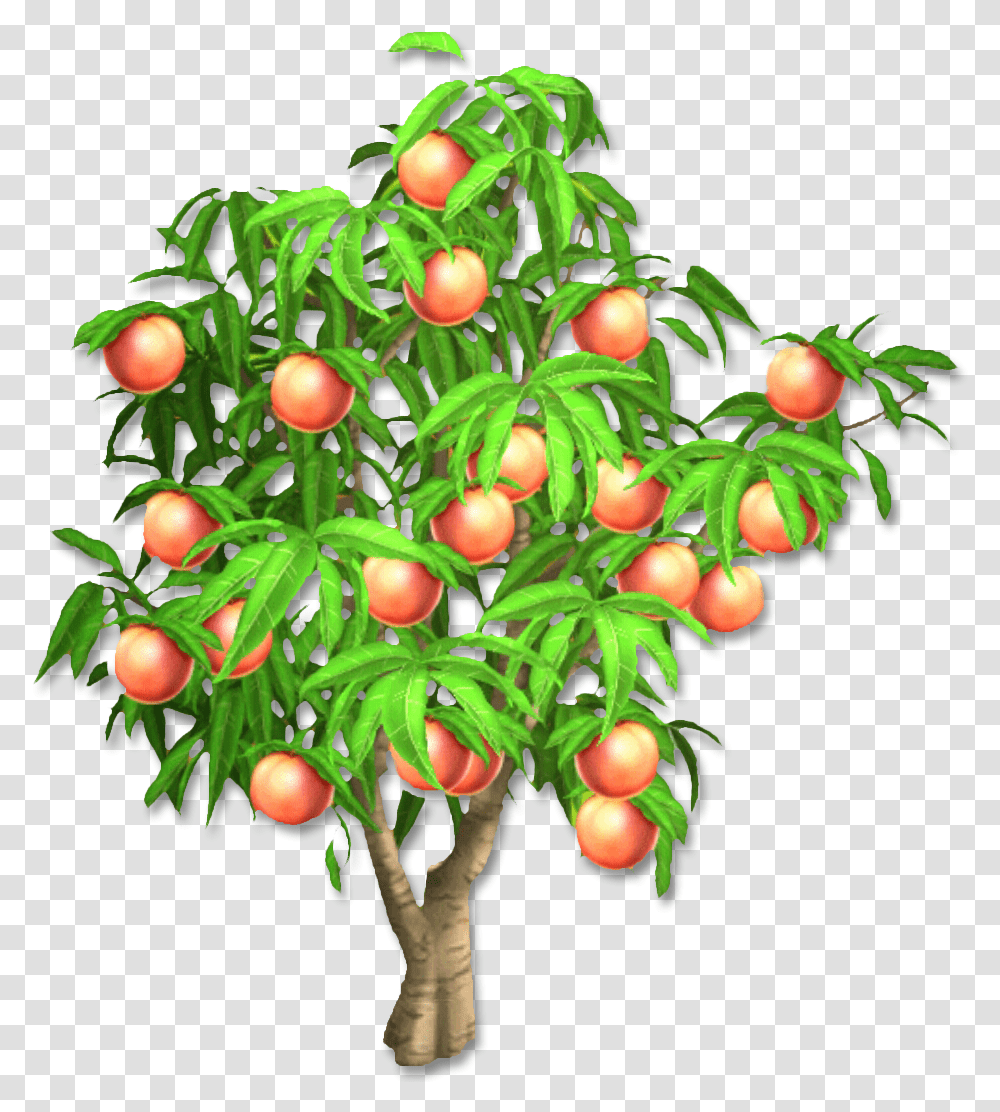 Peach Tree Comparing Lengths In Metres, Plant, Fruit, Food, Conifer Transparent Png