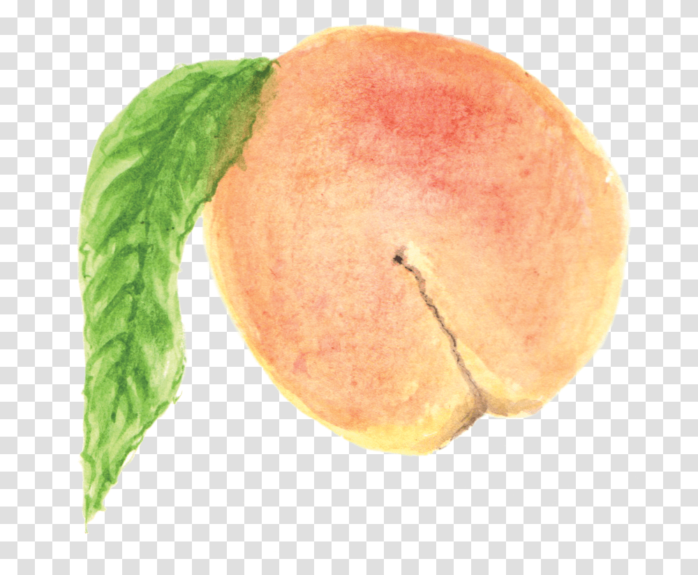 Peach Watercolor Painting, Plant, Fruit, Food, Produce Transparent Png