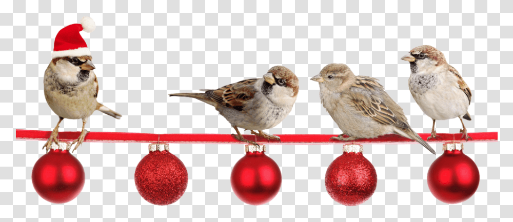 Peacham Corner Guild Annual Christmas Show Christmas Sparrows, Bird, Animal, Finch, Anthus Transparent Png