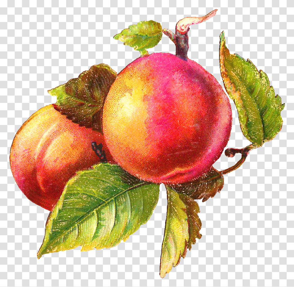 Peaches Art, Plant, Fruit, Food, Produce Transparent Png