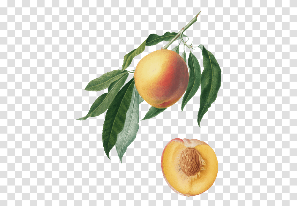 Peaches Ela Family Farms Orange, Plant, Fruit, Food, Produce Transparent Png