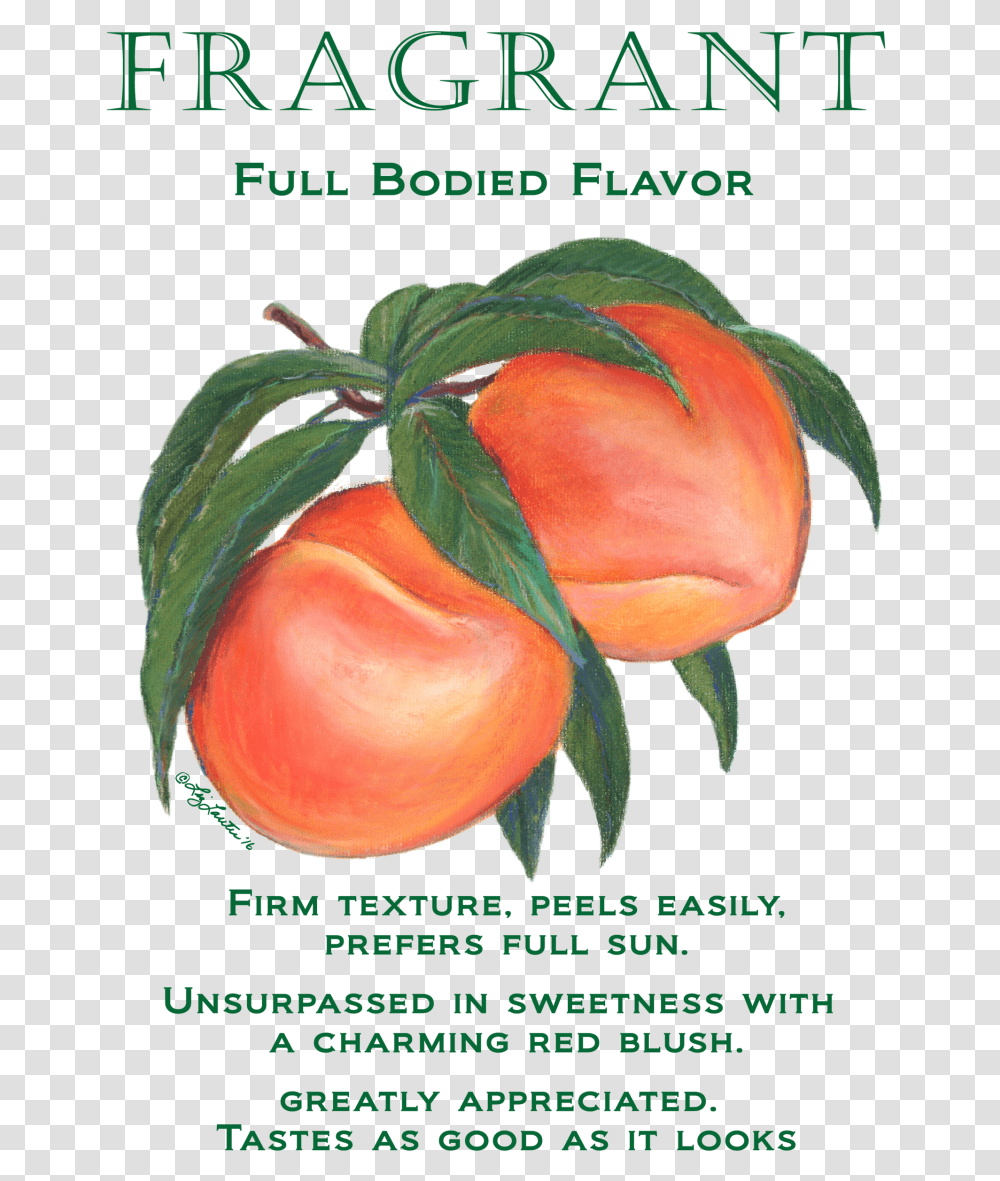 Peaches Fragrant Mug Cherry Tomatoes, Plant, Fruit, Food, Rose Transparent Png