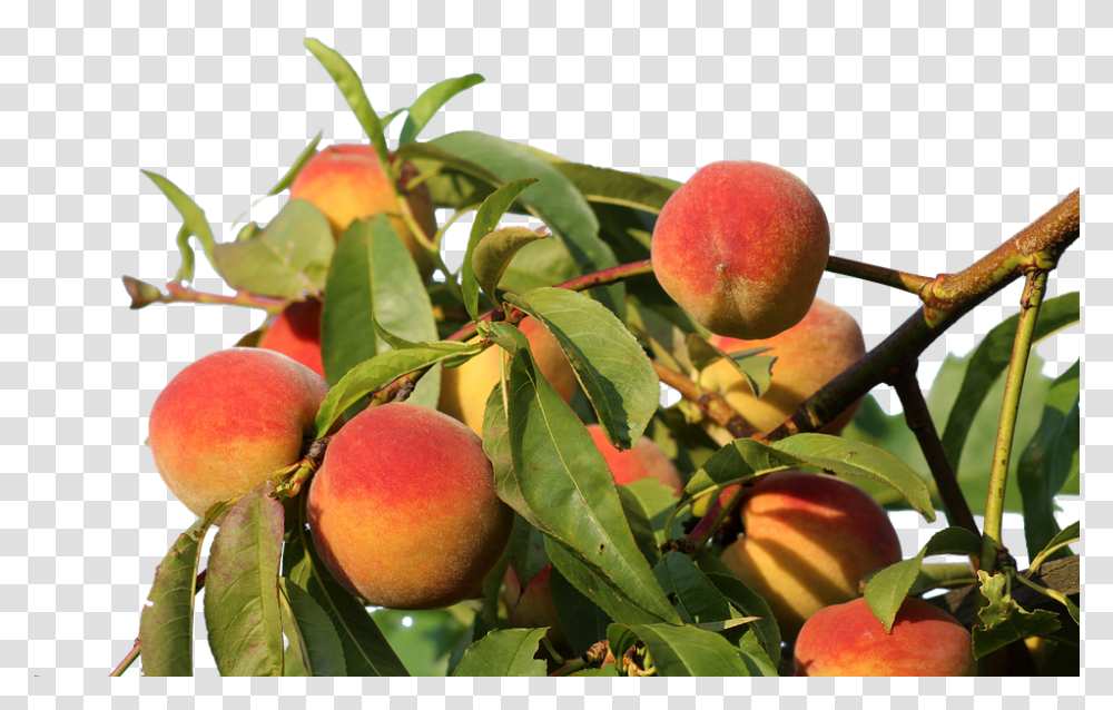 Peaches Isolated Fruit Tree Of Peach, Plant, Food, Apple, Produce Transparent Png