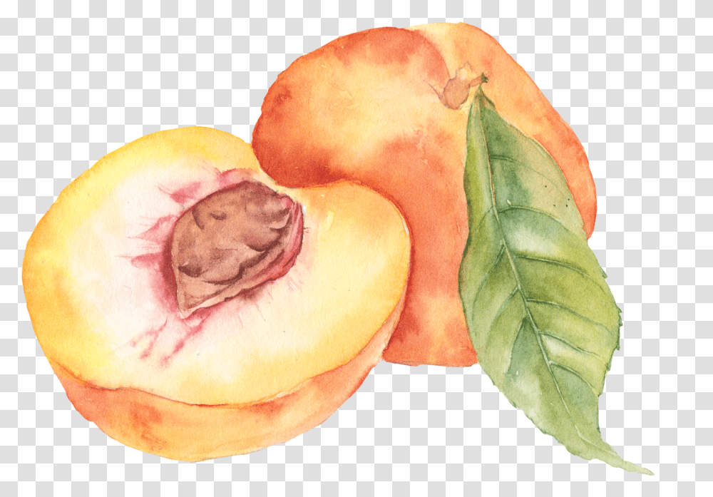 Peaches, Plant, Fruit, Food, Produce Transparent Png