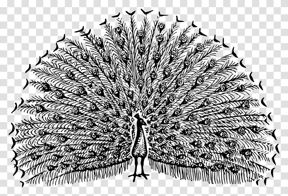 Peacock 2 Clip Arts Free Black And White Peacock Clipart, Gray, World Of Warcraft Transparent Png