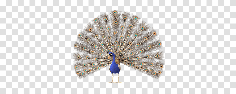 Peacock Nature, Bird, Animal Transparent Png