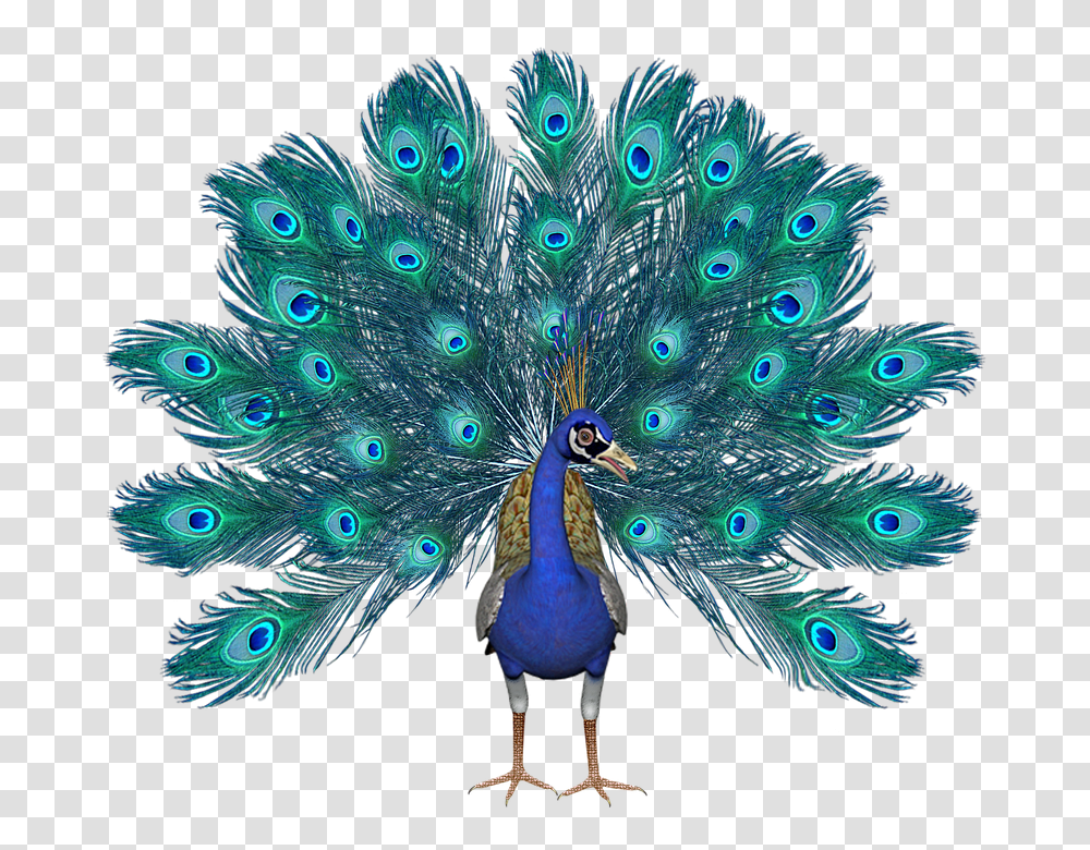 Peacock 960, Animals, Bird Transparent Png