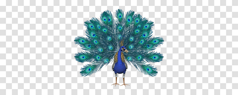 Peacock Animals, Bird Transparent Png