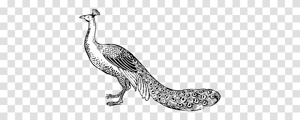 Peacock Animals, Bird, Beak, Snake Transparent Png