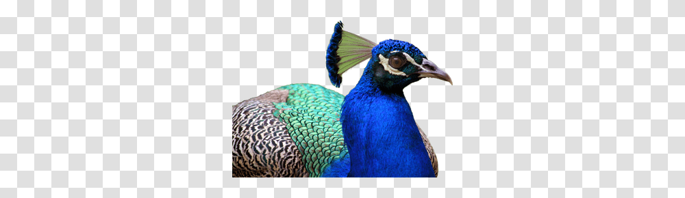 Peacock, Animals, Bird, Beak, Head Transparent Png