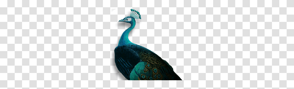 Peacock, Animals, Bird, Beak Transparent Png
