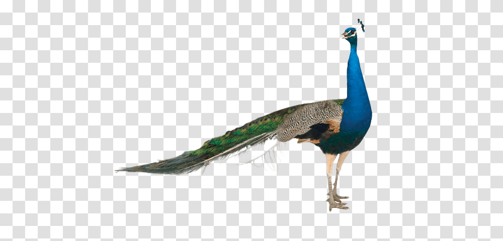 Peacock, Animals, Bird, Beak Transparent Png